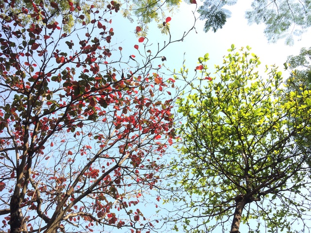 change, tree leaves changing