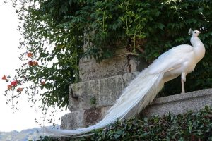 proud white-feathered peacock