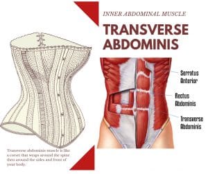 transverse abdominis