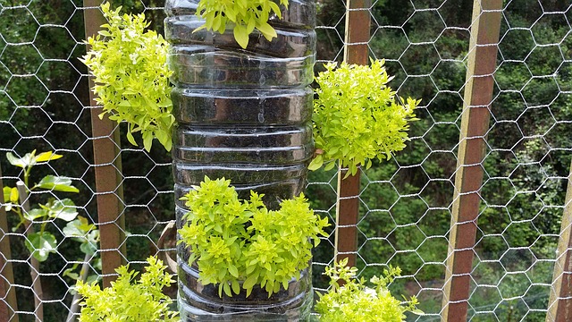 vertical domestic gardening