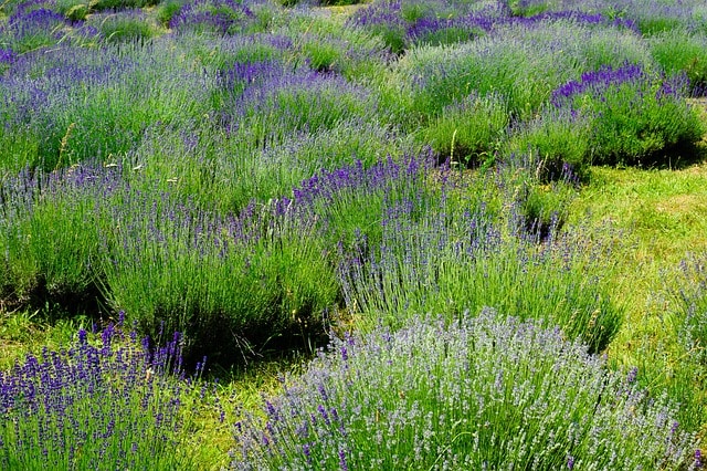 sensory domestic gardening