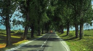 road with trees