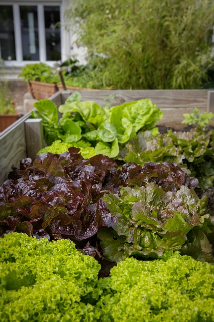 lettuces, detoxifying foods

