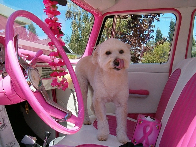 breast cancer in 2019-pink car interior with a white dog