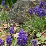 mindful walk