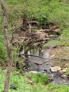 mindful walking