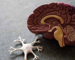 image of a brain anatomy model