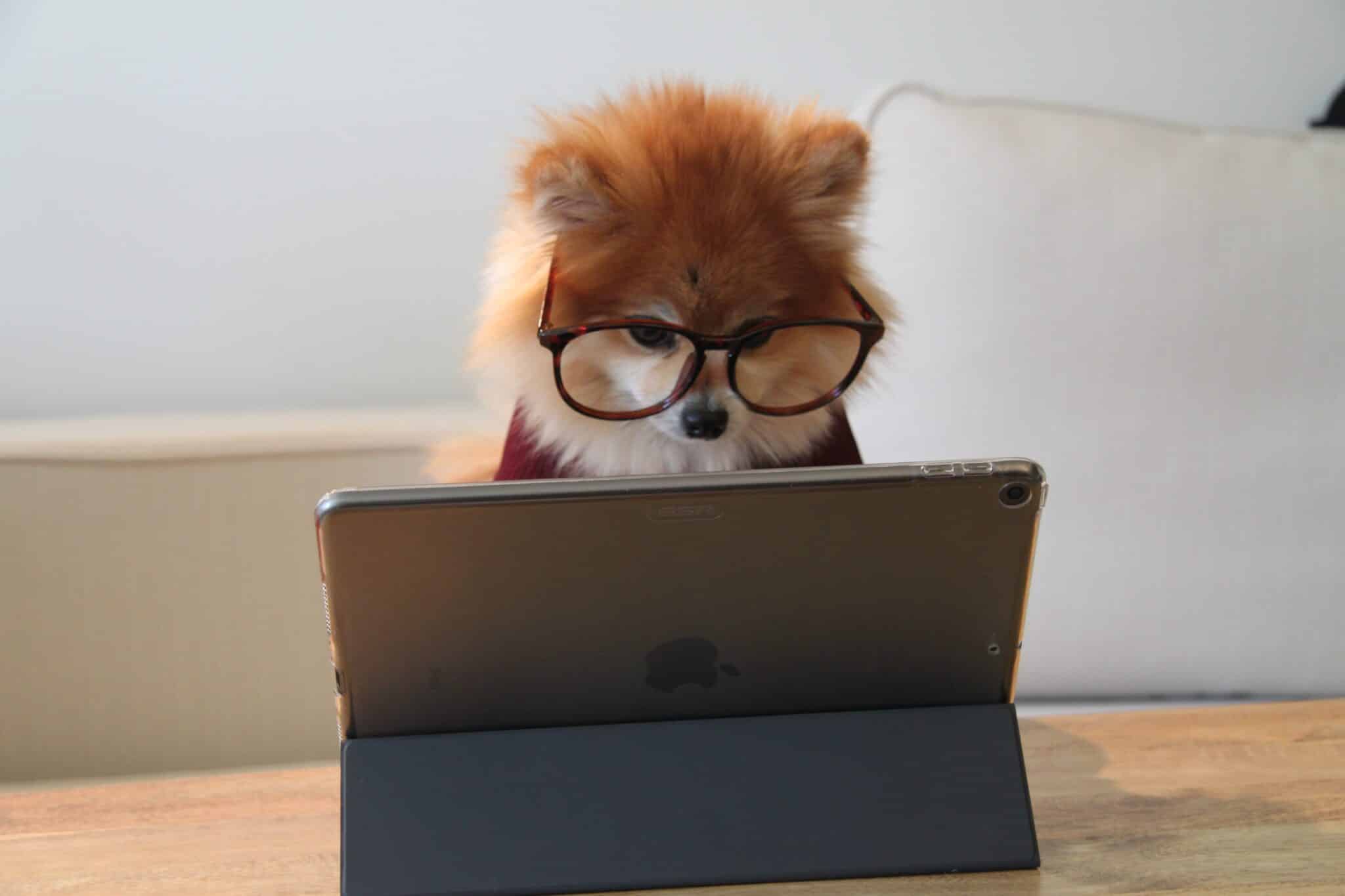 dog with glasses peering at a laptop