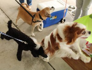 group of dogs at yappy hour