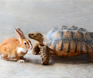 rabbit and hare