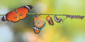 metamorphosis of butterflies