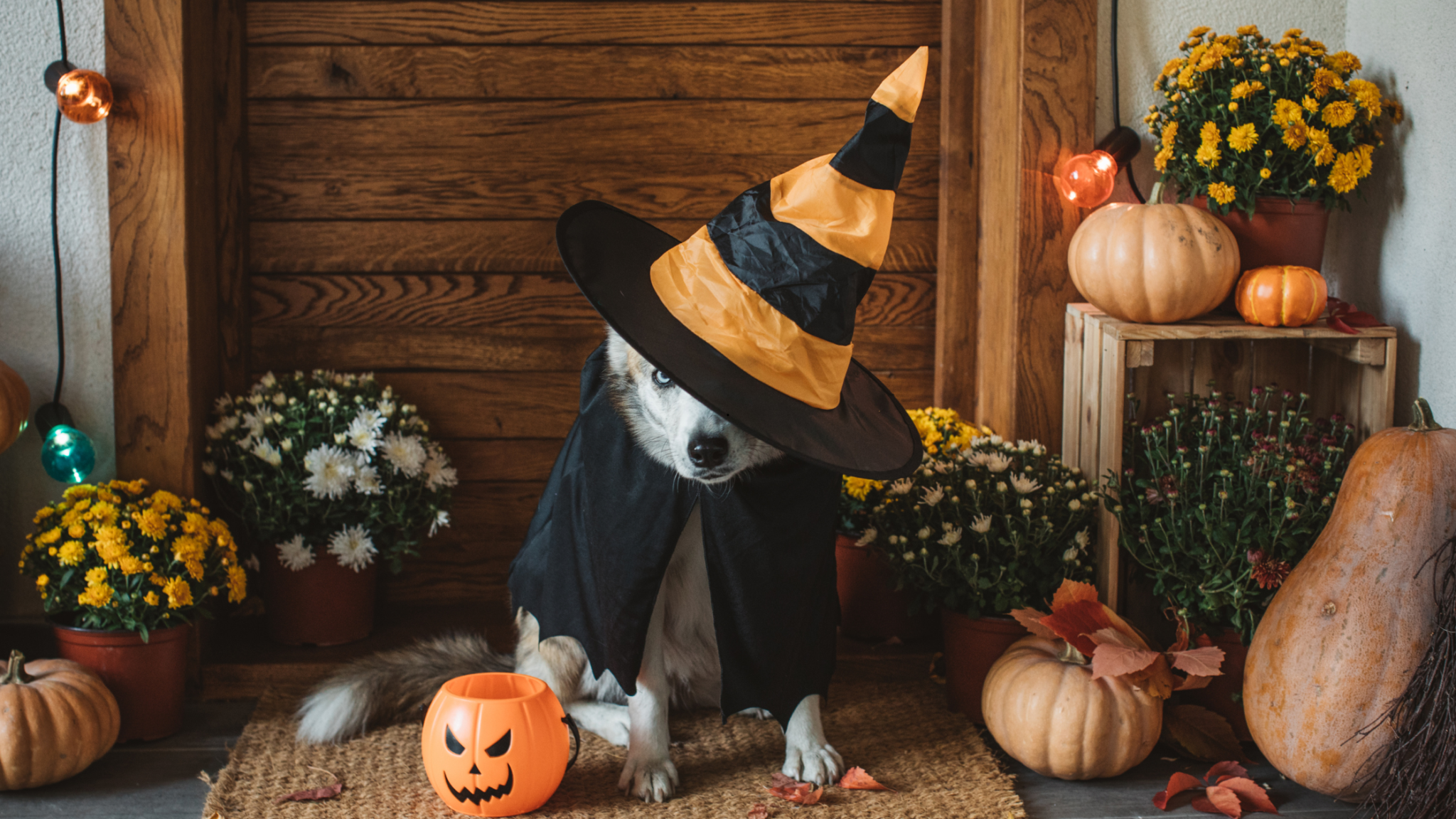dog in halloween costume on front stoop